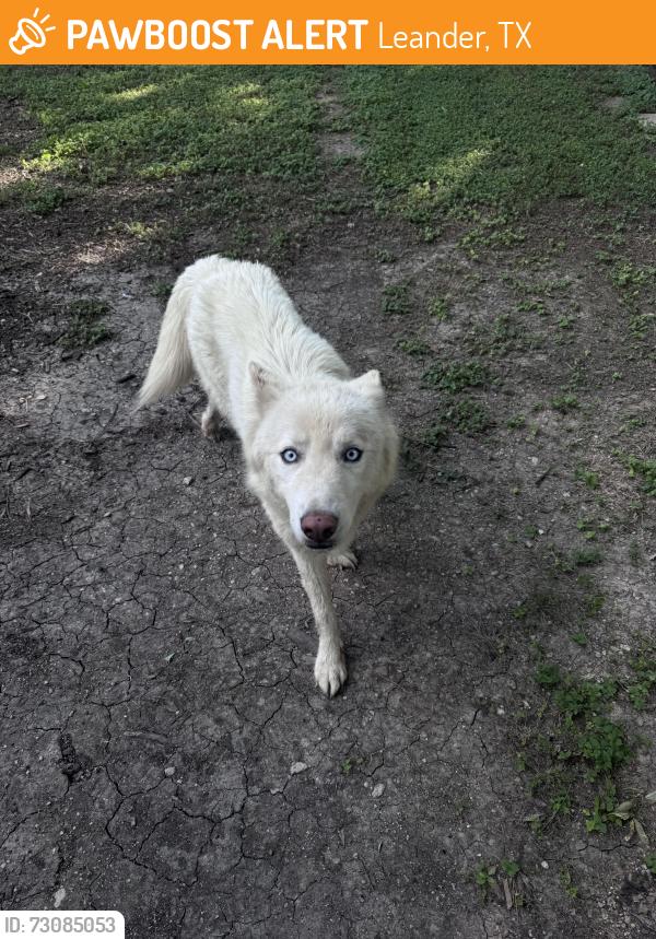 Found/Stray Unknown Dog last seen County road 270 by San Gabriel River, Leander, TX 78641