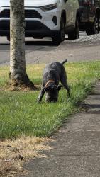 Found/Stray Unknown Dog last seen Happy Valley Heights, Happy Valley, OR 97086