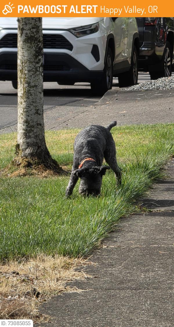Found/Stray Unknown Dog last seen Happy Valley Heights, Happy Valley, OR 97086