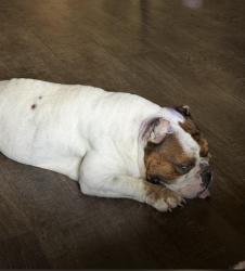 Found/Stray Male Dog last seen McBroom and vilbig, Dallas, TX 75212
