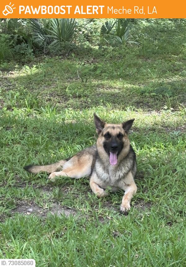 Found/Stray Male Dog last seen Hwy 93, Meche Rd, LA 70512