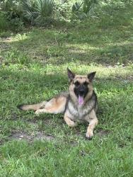 Found/Stray Male Dog last seen Hwy 93, Meche Rd, LA 70512