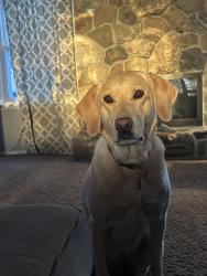 Lost Female Dog last seen 14mile and Drake, Farmington Hills, MI 48331