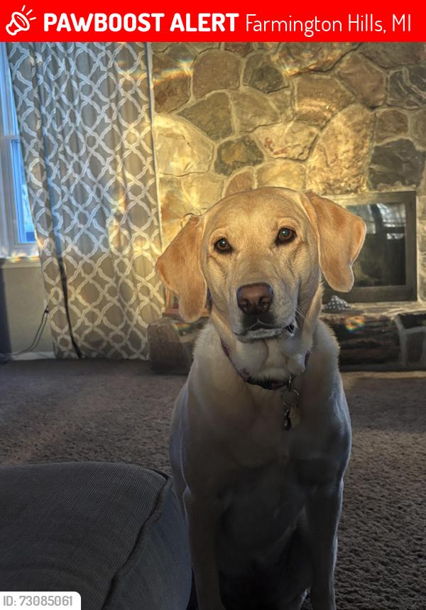 Lost Female Dog last seen 14mile and Drake, Farmington Hills, MI 48331
