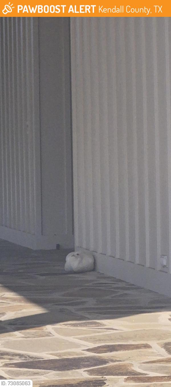 Found/Stray Unknown Bird last seen Seven Sisters Dr near 473, Kendall County, TX 78006