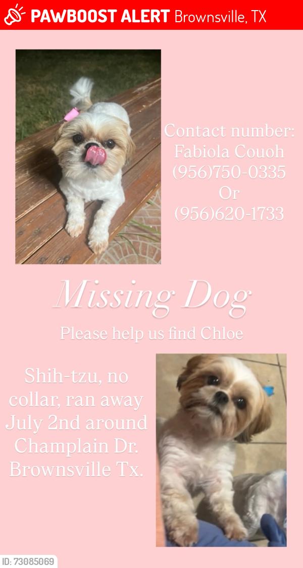 Lost Female Dog last seen Near champlain dr, Brownsville, TX 78526