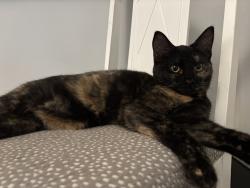Lost Female Cat last seen Near th and university Windsor heights, Windsor Heights, IA 50324