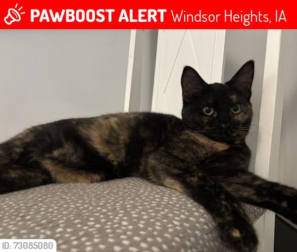 Lost Female Cat last seen Near th and university Windsor heights, Windsor Heights, IA 50324