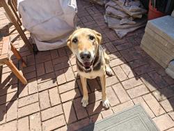 Found/Stray Female Dog last seen 75th Ave and Hillmont Drive, Oakland, CA, Oakland, CA 94605