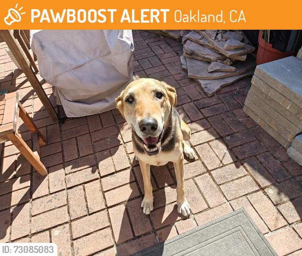 Found/Stray Female Dog last seen 75th Ave and Hillmont Drive, Oakland, CA, Oakland, CA 94605