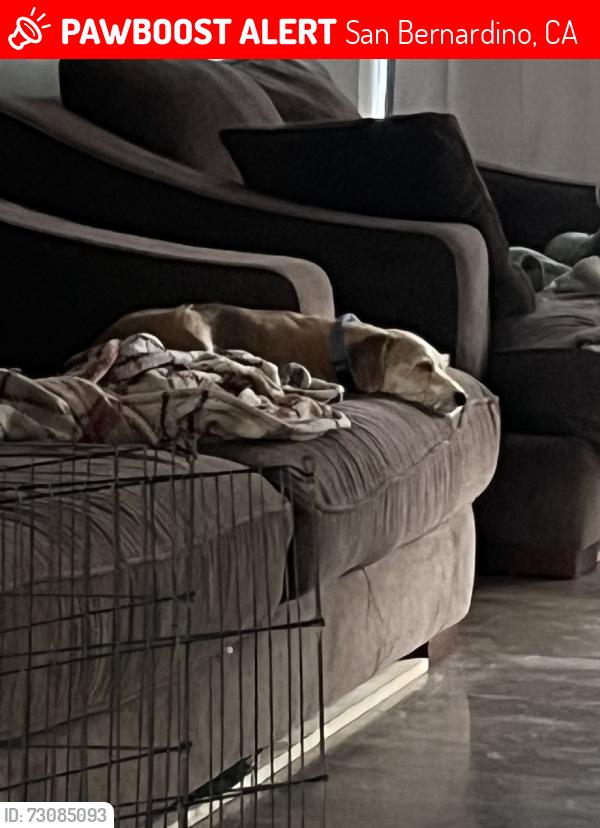 Lost Male Dog last seen 28th st, San Bernardino, CA 92405