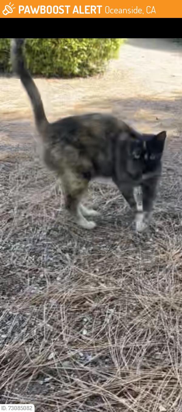 Found/Stray Unknown Cat last seen Melrose Dr by bushes on left side of street near old ranch road, Oceanside, CA 92083