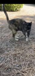 Found/Stray Unknown Cat last seen Melrose Dr by bushes on left side of street near old ranch road, Oceanside, CA 92083