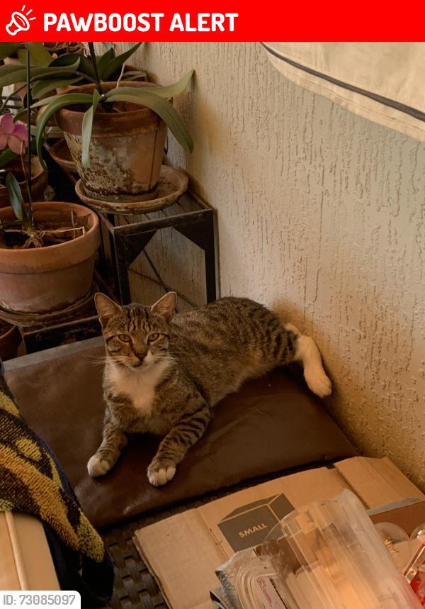 Lost Male Cat last seen Near Lane, Miami-Dade County, FL 33033