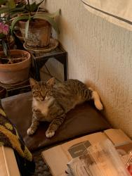 Lost Male Cat last seen Near Lane, Miami-Dade County, FL 33033