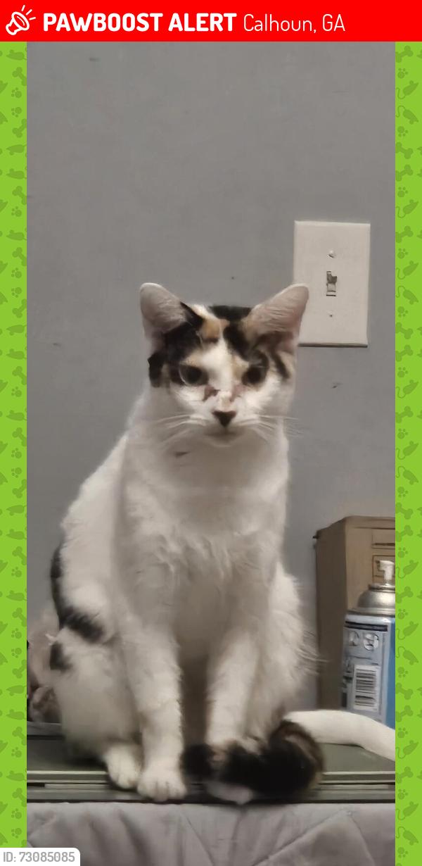 Lost Female Cat last seen Newtown rd apartments, Calhoun, GA 30701