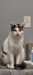 Lost Female Cat last seen Newtown rd apartments, Calhoun, GA 30701