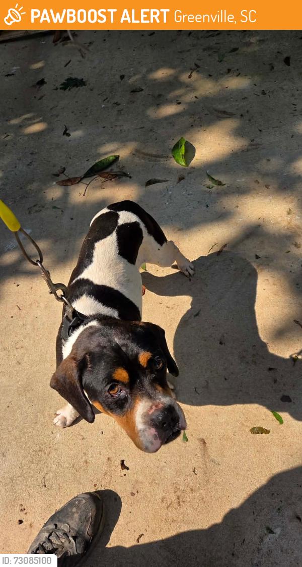Found/Stray Male Dog last seen Heatherly Dr., Greenville, SC 29611