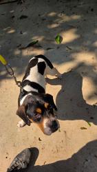 Found/Stray Male Dog last seen Heatherly Dr., Greenville, SC 29611