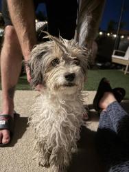 Found/Stray Female Dog last seen Las Brisas s rainbow and 95 area, Las Vegas, NV 89107