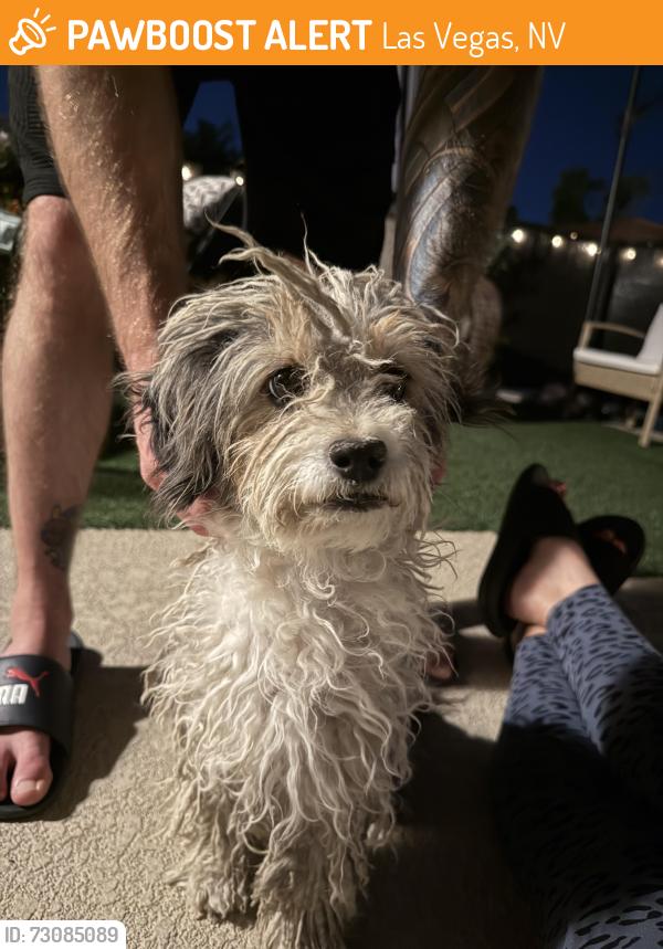 Found/Stray Female Dog last seen Las Brisas s rainbow and 95 area, Las Vegas, NV 89107