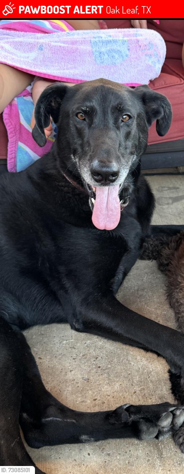 Lost Female Dog last seen Willow Bend, Oak Leaf, TX 75154