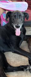 Lost Female Dog last seen Willow Bend, Oak Leaf, TX 75154
