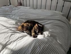 Lost Female Cat last seen Blenheim Bellona Intersection, Baltimore, MD 21212