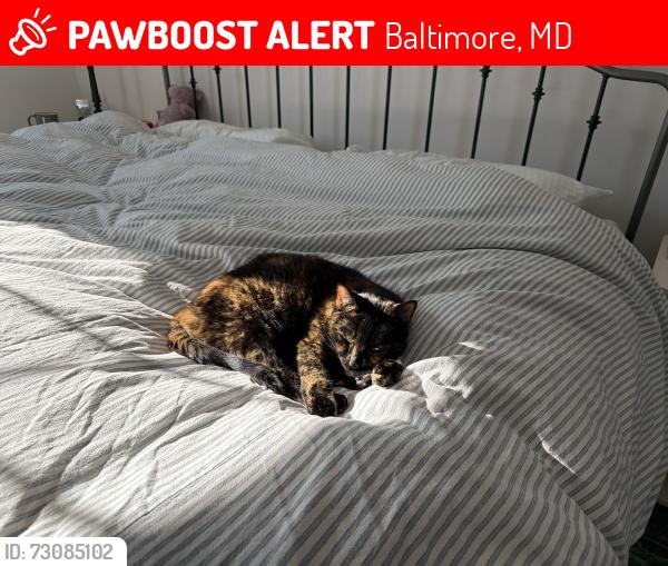 Lost Female Cat last seen Blenheim Bellona Intersection, Baltimore, MD 21212
