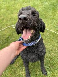 Found/Stray Male Dog last seen Hadley golf course area, Rochester, MN 55906