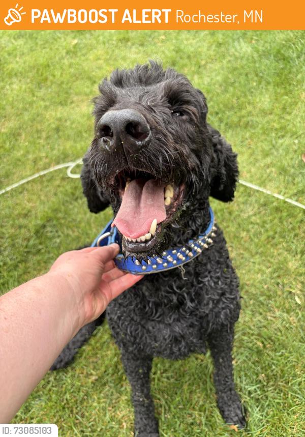 Found/Stray Male Dog last seen Hadley golf course area, Rochester, MN 55906