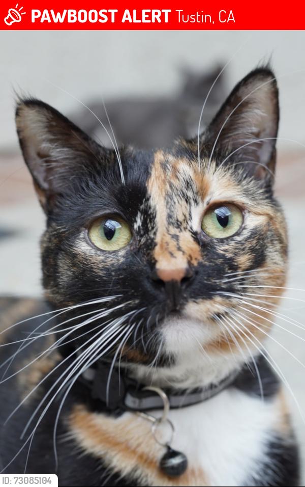 Lost Female Cat last seen Cherrywood ln / Morning Glory, Tustin, CA 92780
