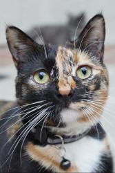 Lost Female Cat last seen Cherrywood ln / Morning Glory, Tustin, CA 92780
