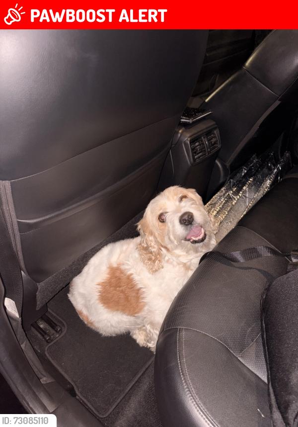 Lost Male Dog last seen Pathfinder Rd, Rowland Heights, CA 91748
