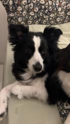 Reunited Female Dog last seen Rothesay and Bonner, Winnipeg, MB R2G 3R1