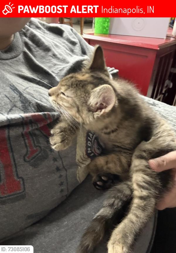 Lost Female Cat last seen West side bait and tackle, Indianapolis, IN 46222