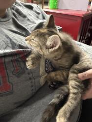 Lost Female Cat last seen West side bait and tackle, Indianapolis, IN 46222