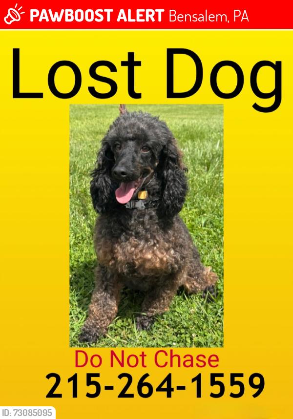 Lost Male Dog last seen Decleration Drive and Neshaminy Valley Drive, Bensalem, PA 19047