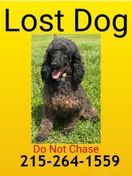 Lost Male Dog last seen Decleration Drive and Neshaminy Valley Drive, Bensalem, PA 19047