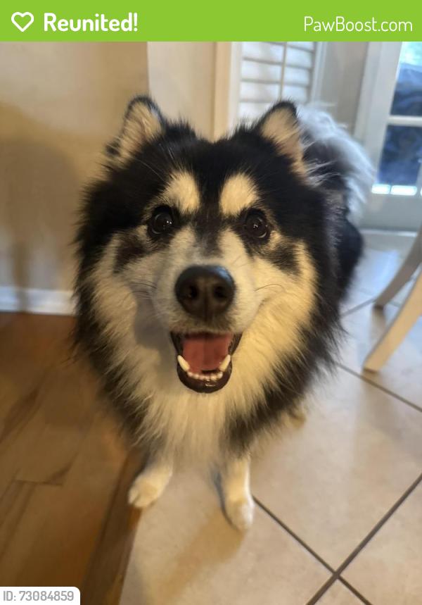 Reunited Male Dog last seen Turnburry Subdivision , Orlando, FL 32818