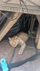 Found/Stray Male Cat last seen Near Palmerson Drive, Antelope, CA 95843