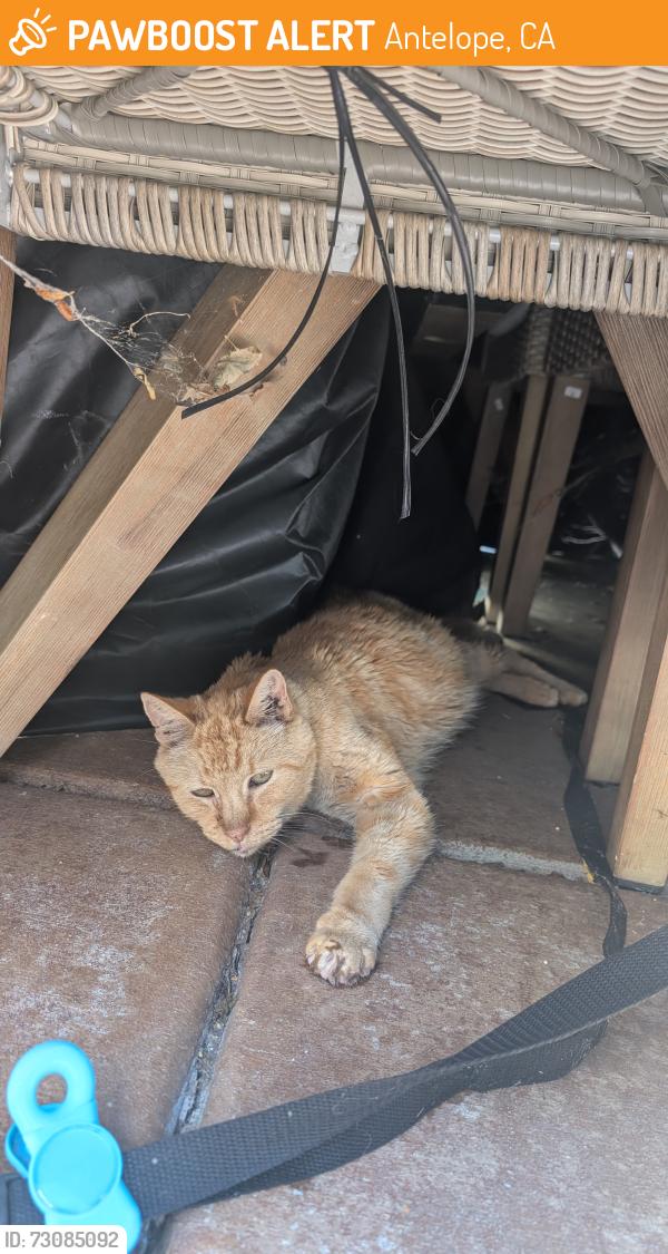 Found/Stray Male Cat last seen Near Palmerson Drive, Antelope, CA 95843