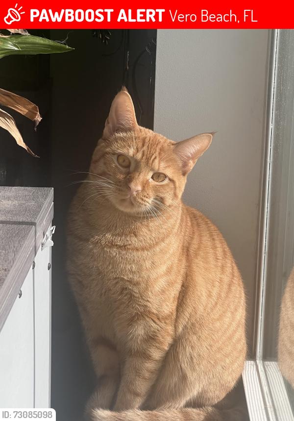 Lost Female Cat last seen The Reserve apmt Complex, Vero Beach, FL 32966
