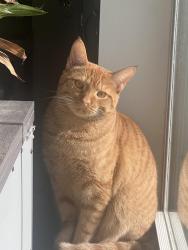 Lost Female Cat last seen The Reserve apmt Complex, Vero Beach, FL 32966