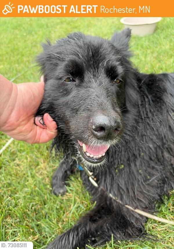 Found/Stray Female Dog last seen Hadley Hills Golf Course area, Rochester, MN 55906