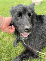 Found/Stray Female Dog last seen Hadley Hills Golf Course area, Rochester, MN 55906
