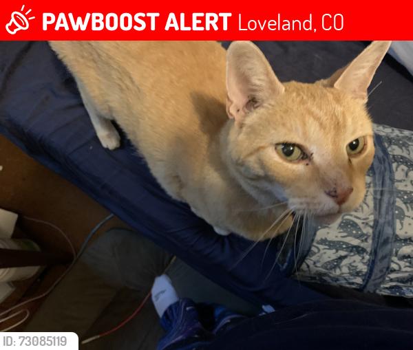 Lost Male Cat last seen Chilson Center, Loveland, CO 80537