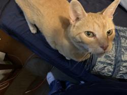 Lost Male Cat last seen Chilson Center, Loveland, CO 80537