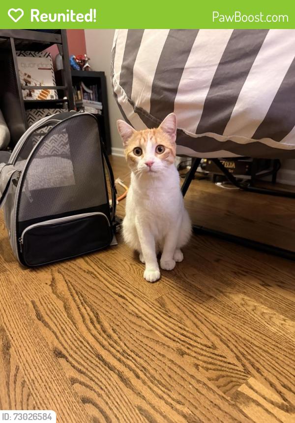 Reunited Male Cat last seen Naper & 87th, Naperville, IL 60565