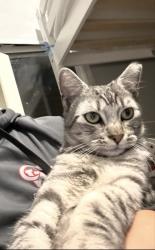Lost Male Cat last seen Noriega & Ortega, San Francisco, CA 94122